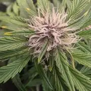 Fastbud Auto Mixed Zelt