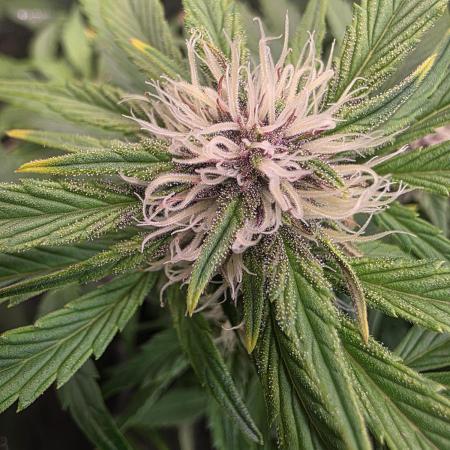 Fastbud Auto Mixed Zelt