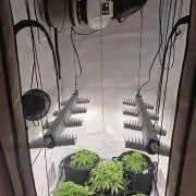 Royal Queen Seed first try