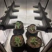 Fastbud finest