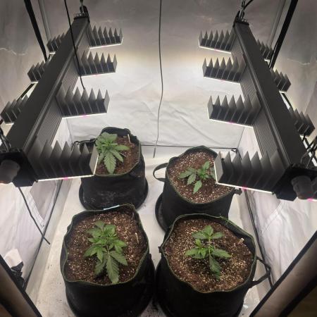 Fastbud finest