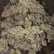Royal Queen Seed first try
