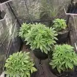 Fastbud Auto Mixed Zelt