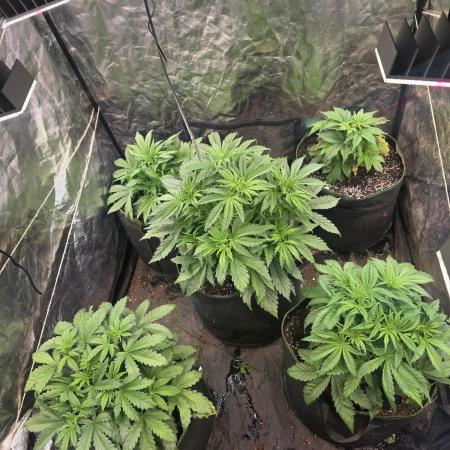 Fastbud Auto Mixed Zelt