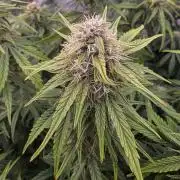 Fastbuds neue Sorten testen