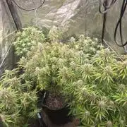 Fastbud Auto Mixed Zelt
