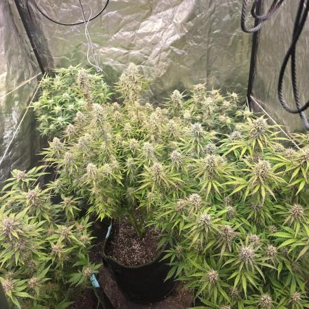 Fastbud Auto Mixed Zelt