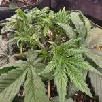 Fastbud Auto Mixed Zelt