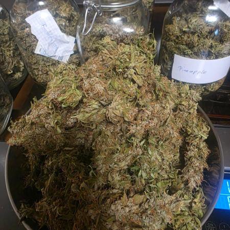 Fastbuds neue Sorten testen