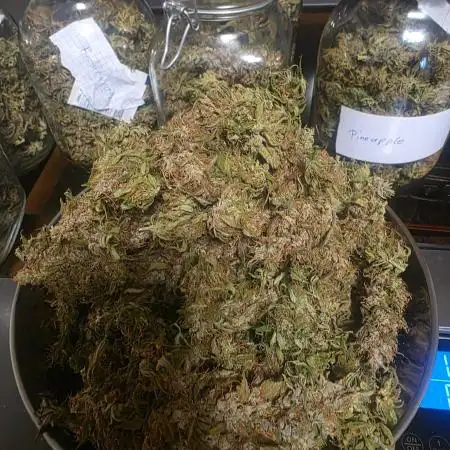 Fastbuds neue Sorten testen