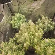 Fastbud Auto Mixed Zelt