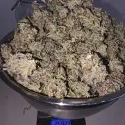 Fastbud Auto Mixed Zelt