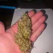 Fastbuds neue Sorten testen