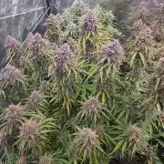 Fastbud Auto Mixed Zelt