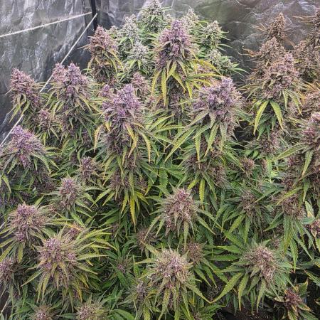 Fastbud Auto Mixed Zelt