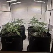 Fastbud finest