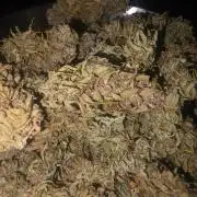 Fastbuds neue Sorten testen