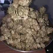Royal Queen Seed first try