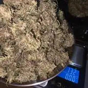 Fastbuds neue Sorten testen