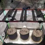 Genius Juice 2x4 SCROG