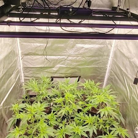 Lemon Haze / Rainbow sherbet