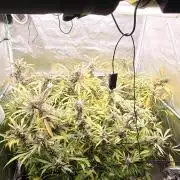 Lemon Haze / Rainbow sherbet