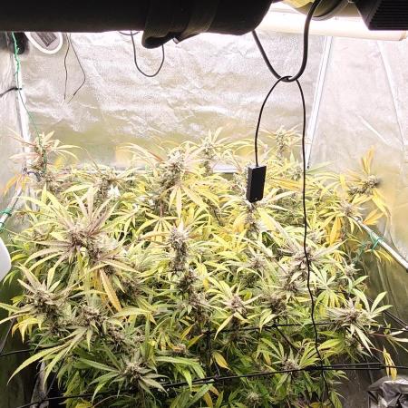 Lemon Haze / Rainbow sherbet