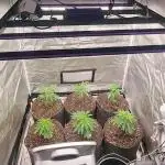 Lemon Haze / Rainbow sherbet