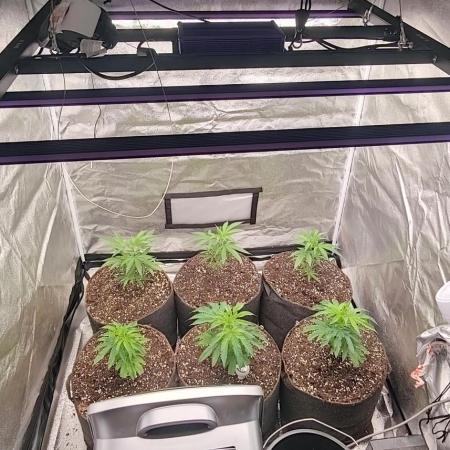 Lemon Haze / Rainbow sherbet