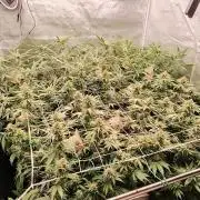 Lemon Haze / Rainbow sherbet