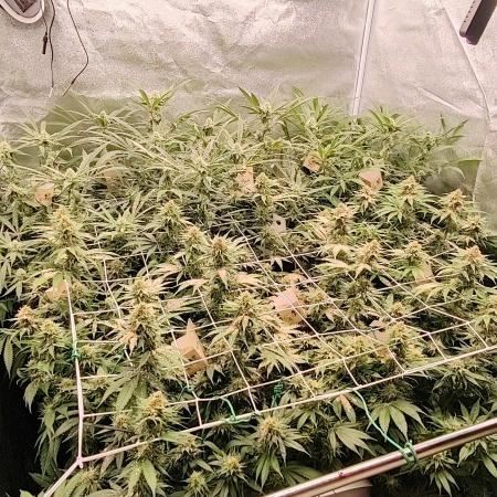 Lemon Haze / Rainbow sherbet