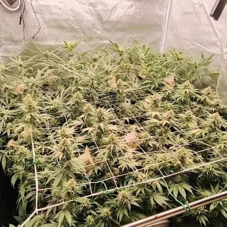 Lemon Haze / Rainbow sherbet