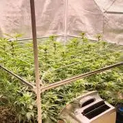 Lemon Haze / Rainbow sherbet