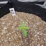 mephisto project