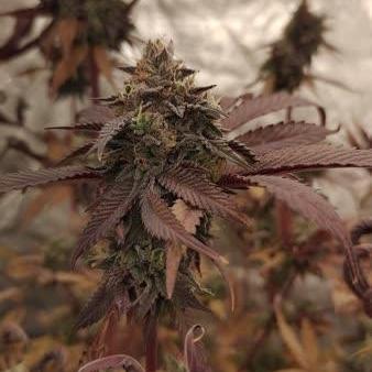 Cookie seed bank test. Pink Passion Fruit