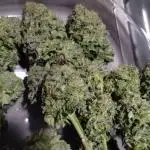 Cookie seed bank test strain. Ritz Carlton #20 clone