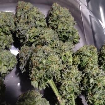 Cookie seed bank test strain. Ritz Carlton #20 clone
