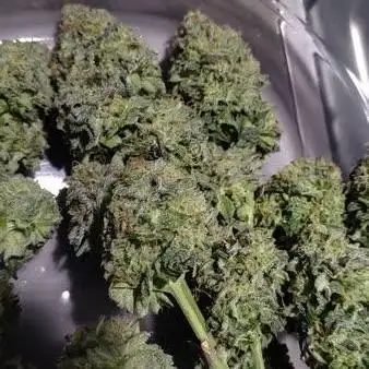 Cookie seed bank test strain. Ritz Carlton #20 clone
