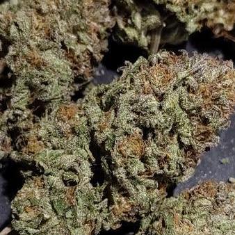 Cookie seed bank strain test. Tropicana Cookies x Hollywood.