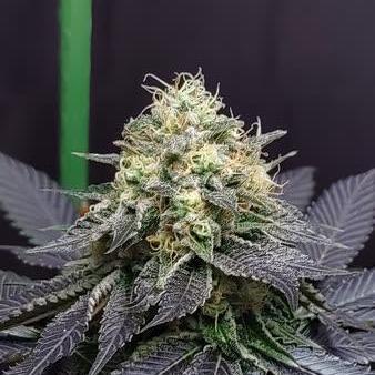Cookie seed bank strains. Bud pictures of strains tested. Cherry Fritter.
