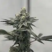 Copycat Genetics Sleepy Eye & Botafarm Matiere Grise