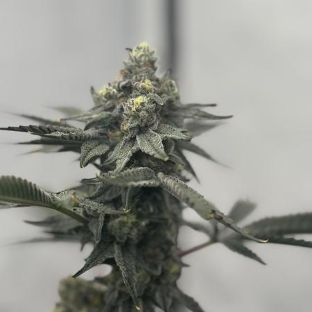 Copycat Genetics Sleepy Eye & Botafarm Matiere Grise