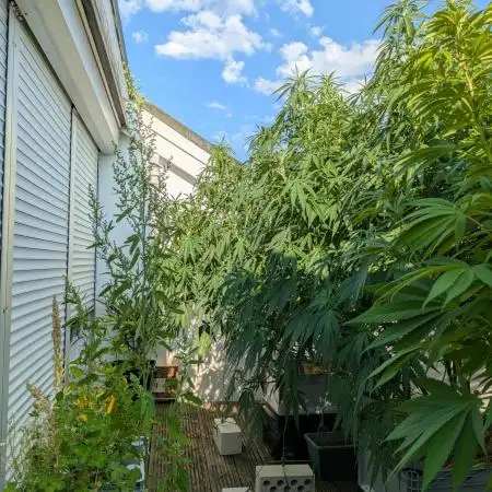 Roof terrace 2025