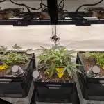 Indoor Photoperiod Run #4 (2025)