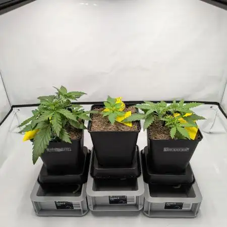 Roof terrace 2025