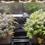 First Photo Grow | Indoor Rookie 2024