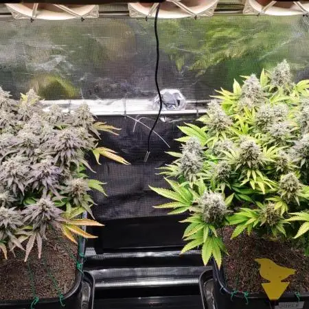 First Photo Grow | Indoor Rookie 2024