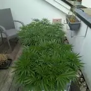 Roof terrace 2026