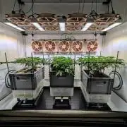 Indoor Photoperiod Run #5 (2025/2026)