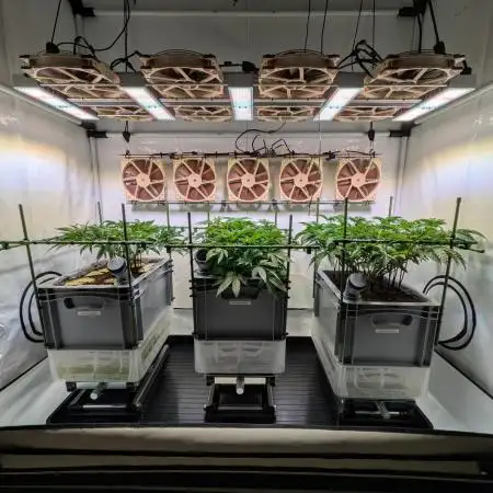 Indoor Photoperiod Run #5 (2025/2026)